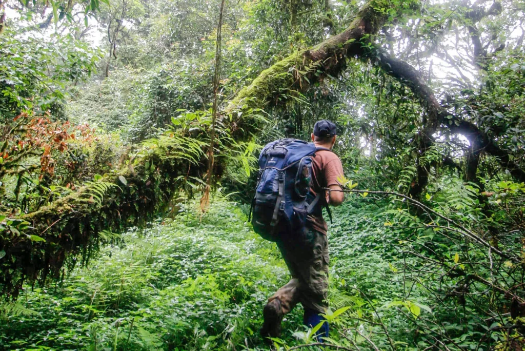 Hikers navigating the lush trails of Nam Ha National Park in Laos, surrounded by dense forests and rolling hills